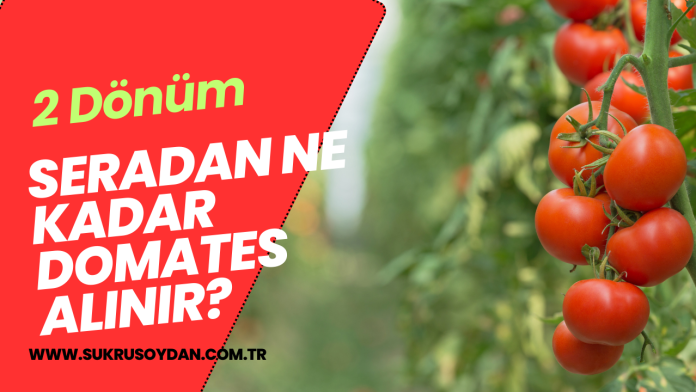 2 Dönüm Seradan Ne Kadar Domates Alınır 2 Dönüm Seradan Ne Kadar Domates Alınır?